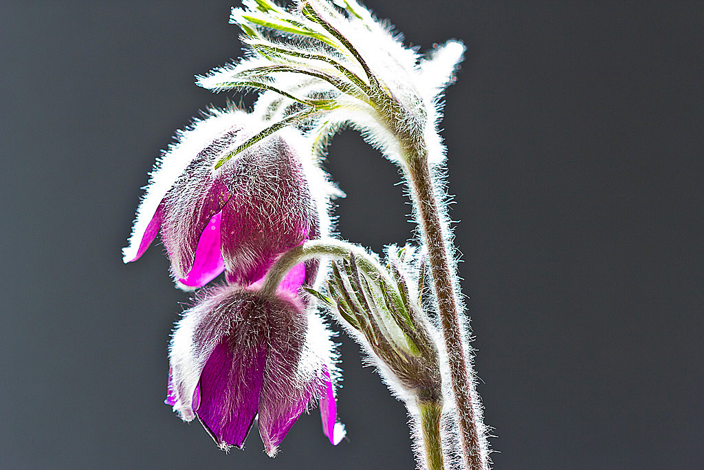 Fiori e riflessi di luce.